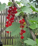 RedCurrants